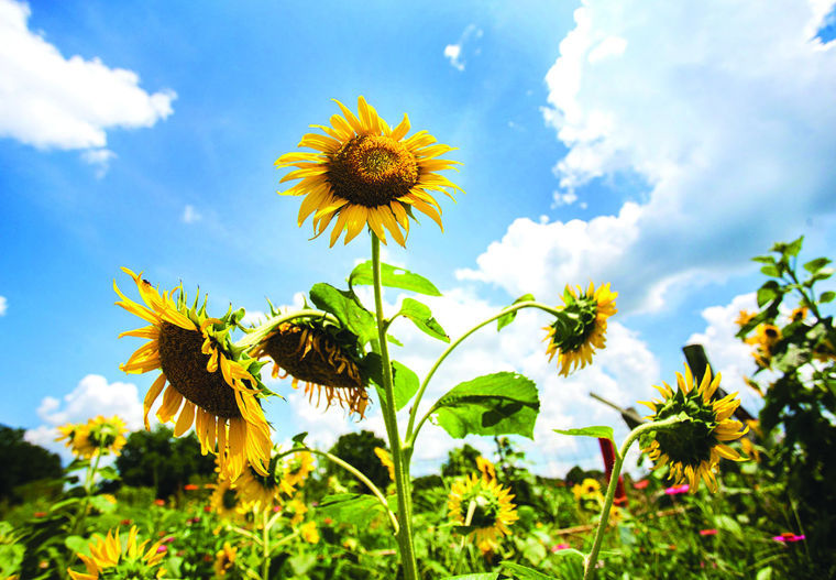 Sunflowers